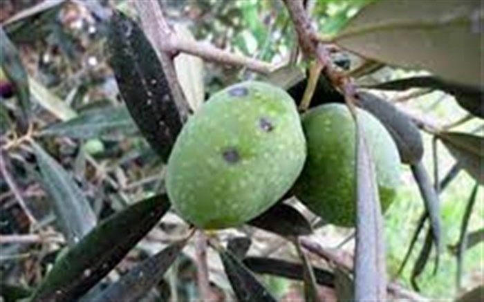 مهار مگس زیتون در باغات کشور با به کارگیری دستورالعمل‌های نوین