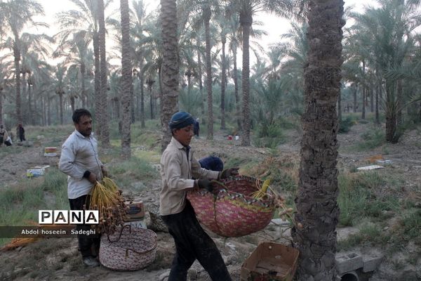 برداشت خرما از نخلستان‌های آب پخش