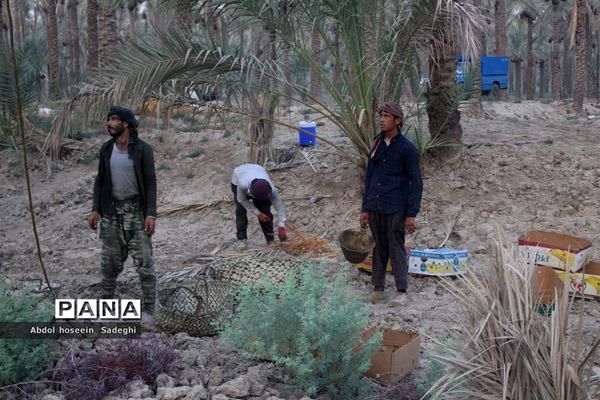 برداشت خرما از نخلستان‌های آب پخش