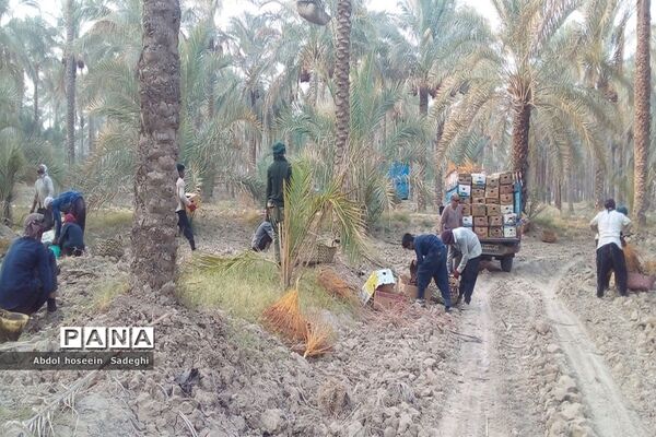 برداشت خرما از نخلستان‌های آب پخش