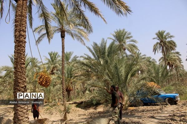 برداشت خرما از نخلستان‌های آب پخش