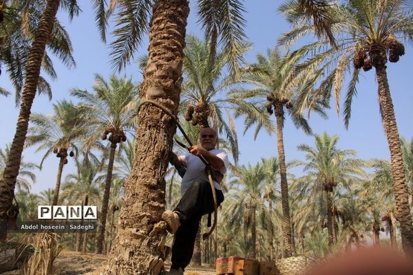 برداشت خرما از نخلستان‌های آب پخش