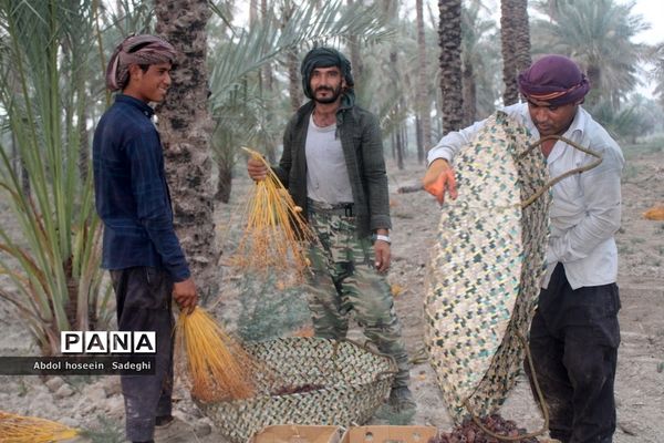 برداشت خرما از نخلستان‌های آب پخش
