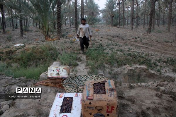 برداشت خرما از نخلستان‌های آب پخش