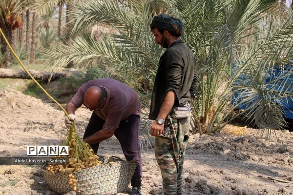 برداشت خرما از نخلستان‌های آب پخش