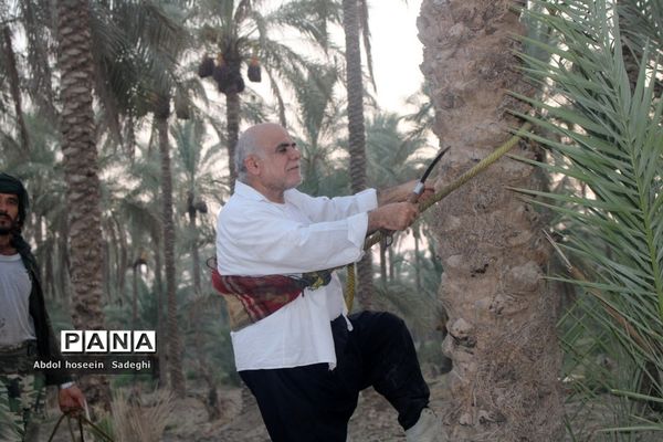 برداشت خرما از نخلستان‌های آب پخش