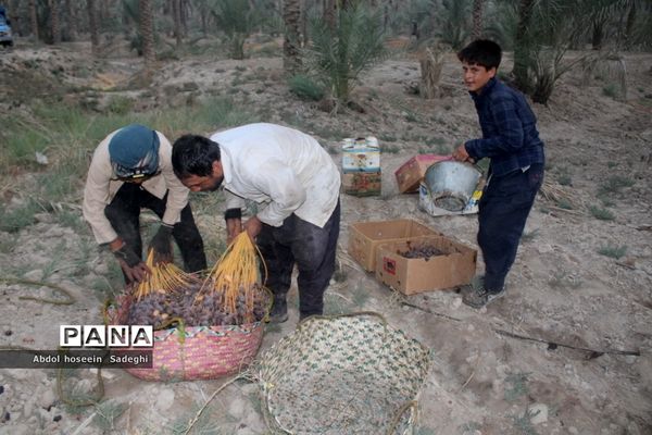 برداشت خرما از نخلستان‌های آب پخش