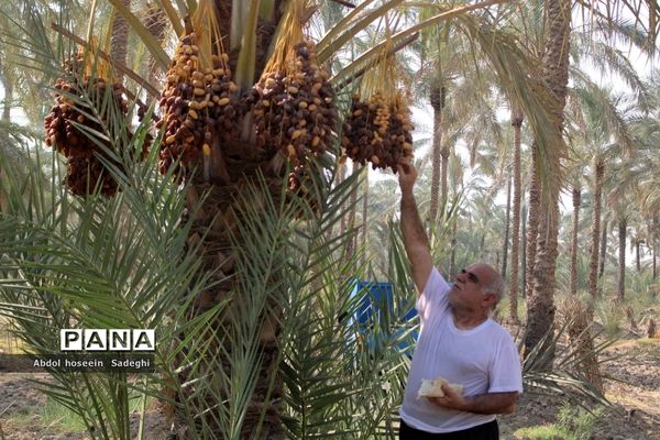 برداشت خرما از نخلستان‌های آب پخش