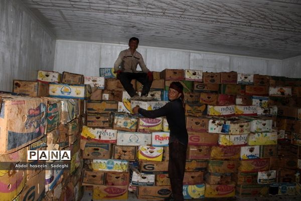 برداشت خرما از نخلستان‌های آب پخش