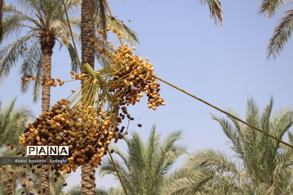 برداشت خرما از نخلستان‌های آب پخش