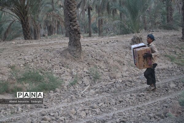 برداشت خرما از نخلستان‌های آب پخش