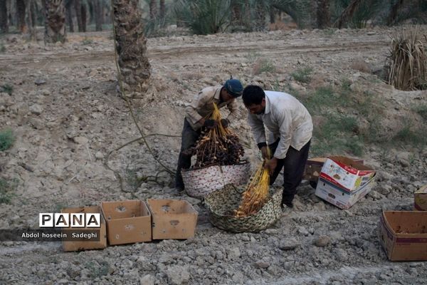 برداشت خرما از نخلستان‌های آب پخش