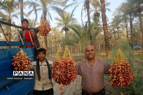 برداشت خرما از نخلستان‌های آب پخش