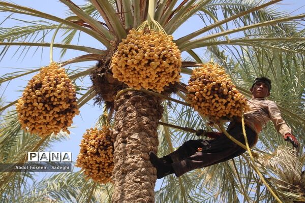 برداشت خرما از نخلستان‌های آب پخش
