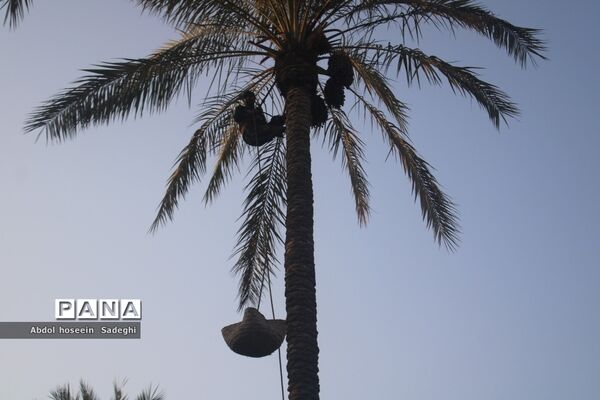 برداشت خرما از نخلستان‌های آب پخش