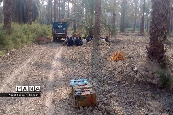 برداشت خرما از نخلستان‌های آب پخش