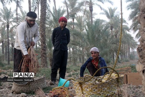 برداشت خرما از نخلستان‌های آب پخش