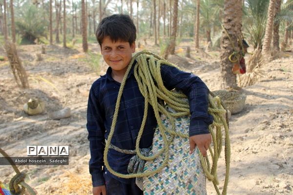 برداشت خرما از نخلستان‌های آب پخش