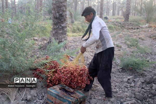 برداشت خرما از نخلستان‌های آب پخش
