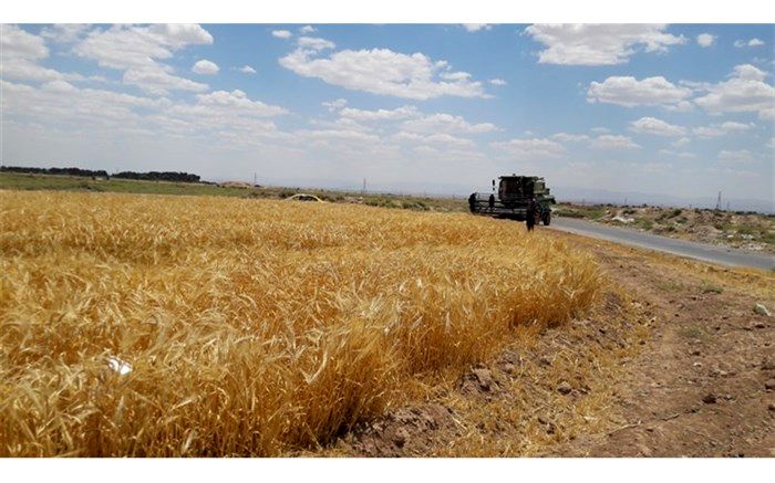 قیمت گندم رقمی بین ۱۳ تا ۱۳ هزار و ۵۰۰ تومان خواهد بود