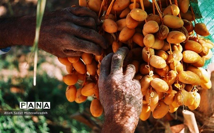 فواید مصرف روزانه خرما