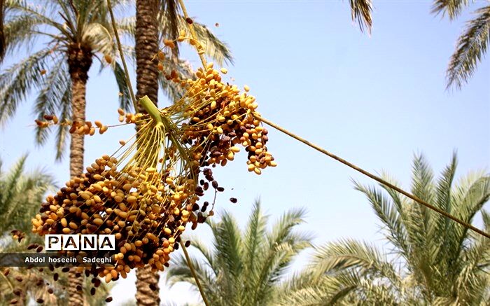 برگزاری میز ملی خرما در حمایت از تولیدکنندگان