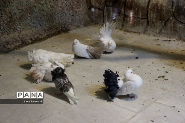 باغ پرندگان شهر مشهد