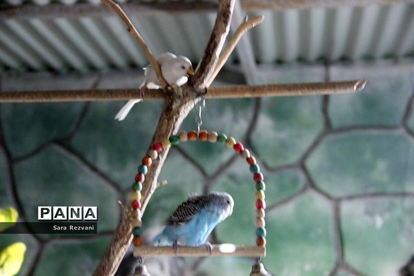 باغ پرندگان شهر مشهد