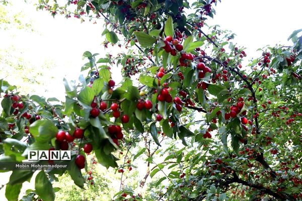 یاقوت ناب کلیبر از تولید تا فرآوری