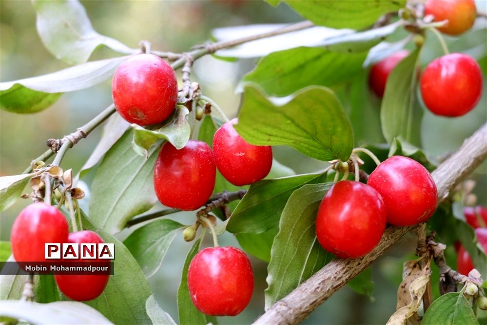 یاقوت ناب کلیبر از تولید تا فرآوری