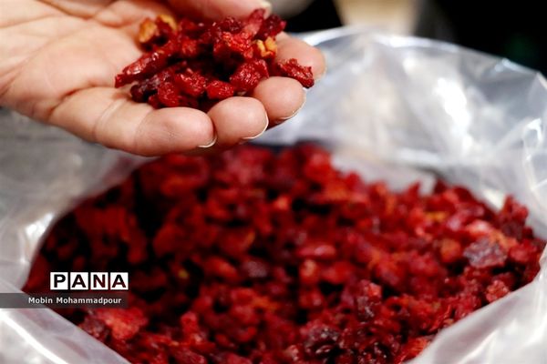 یاقوت ناب کلیبر از تولید تا فرآوری