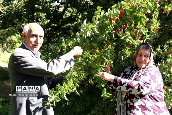 یاقوت ناب کلیبر از تولید تا فرآوری