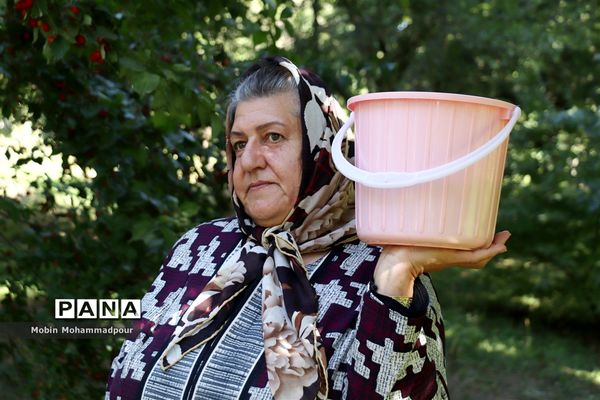 یاقوت ناب کلیبر از تولید تا فرآوری