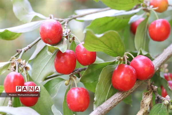 یاقوت ناب کلیبر از تولید تا فرآوری