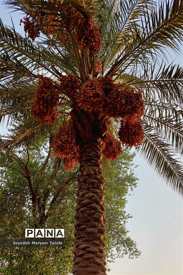 در مسیر بهشت، از مرز تا نجف