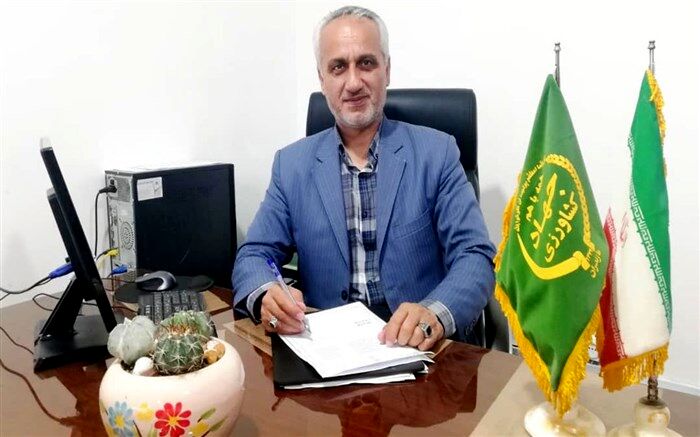 برداشت برنج از 7 هزار و 935 هکتار شالیزار در میاندورود
