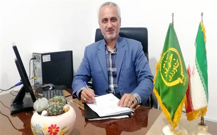 برداشت برنج از 7 هزار و 935 هکتار شالیزار در میاندورود