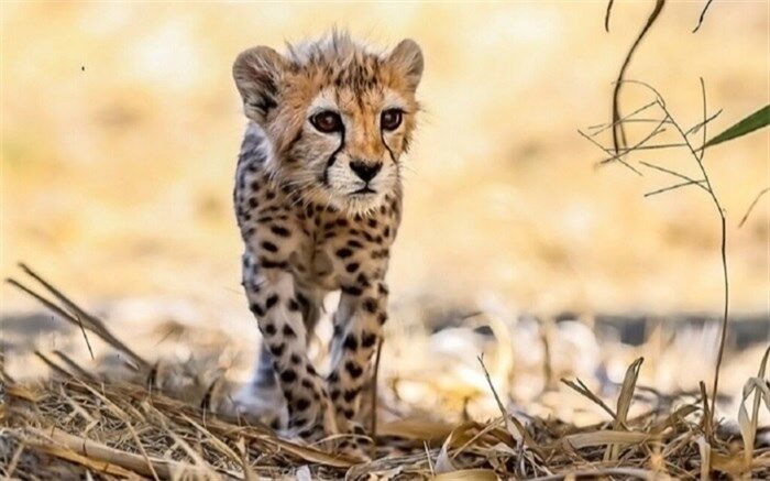 انتقال دو توله یوز توران به پاسگاه محیط‌بانی