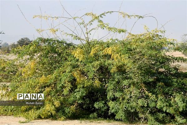 طبیعت زیبای بند ریگ فراشبند