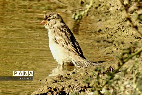 طبیعت زیبای بند ریگ فراشبند
