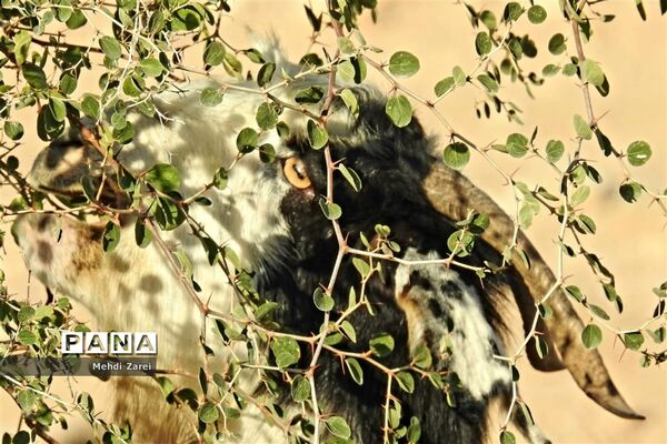 طبیعت زیبای بند ریگ فراشبند