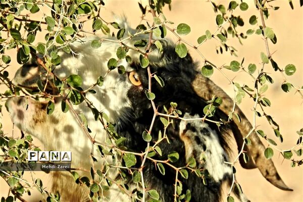 طبیعت زیبای بند ریگ فراشبند