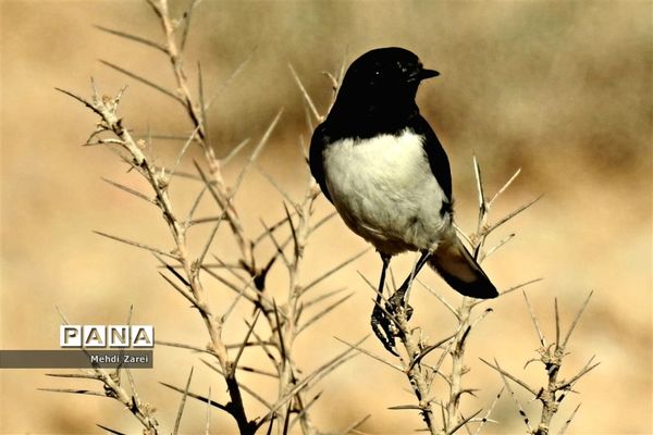 طبیعت زیبای بند ریگ فراشبند