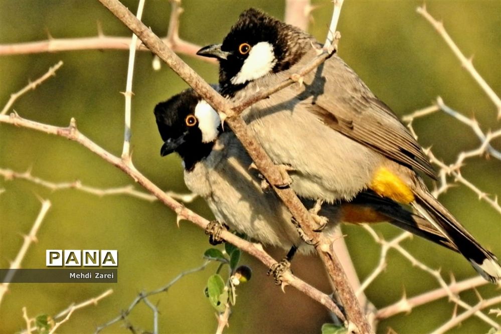 طبیعت زیبای بند ریگ فراشبند