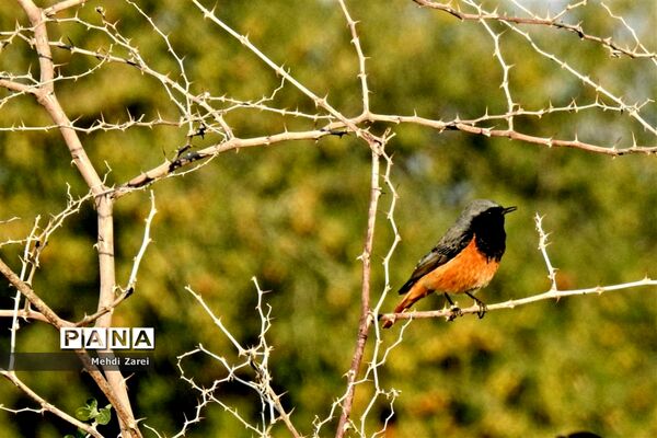 طبیعت زیبای بند ریگ فراشبند