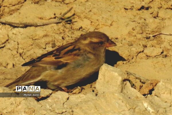 طبیعت زیبای بند ریگ فراشبند