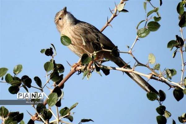طبیعت زیبای بند ریگ فراشبند