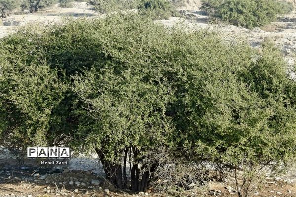 طبیعت زیبای بند ریگ فراشبند