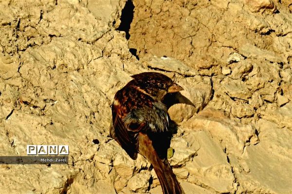 طبیعت زیبای بند ریگ فراشبند