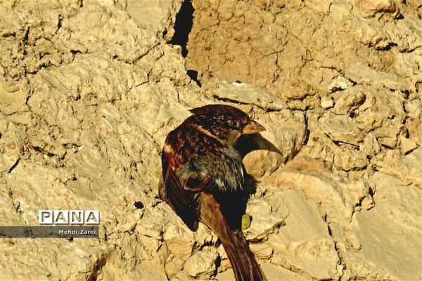 طبیعت زیبای بند ریگ فراشبند